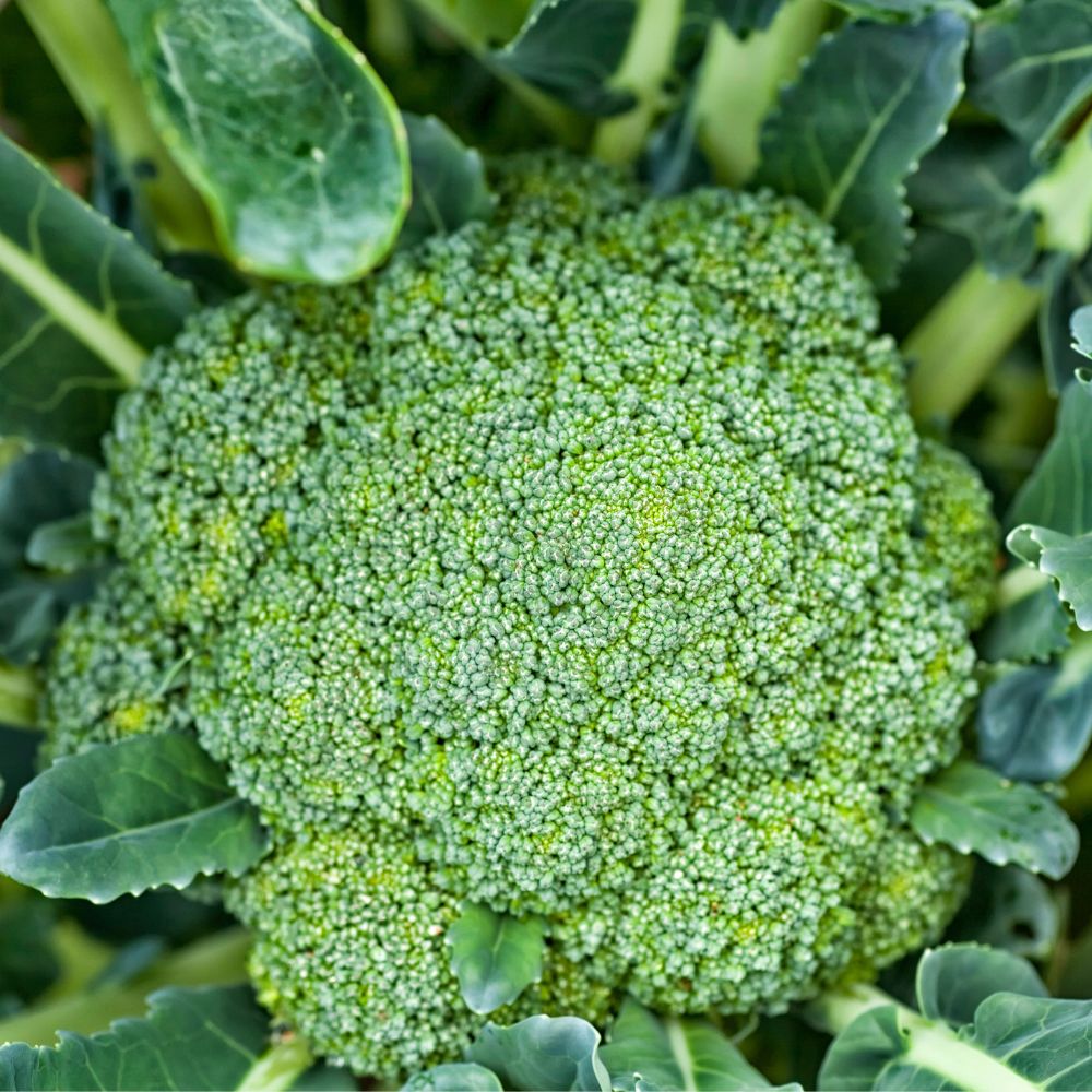 Broccoli 'Calabrese Natalino' BIO