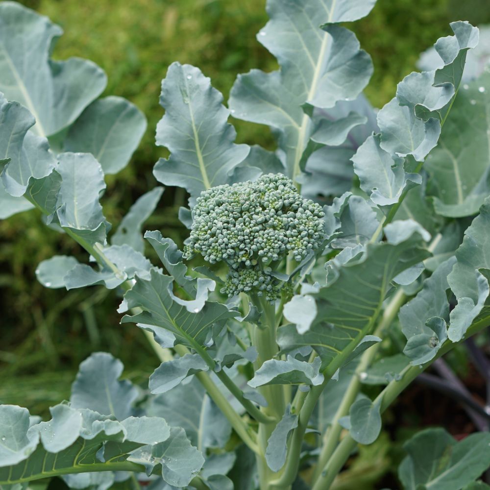 Broccoli 'Calabrese Natalino' BIO