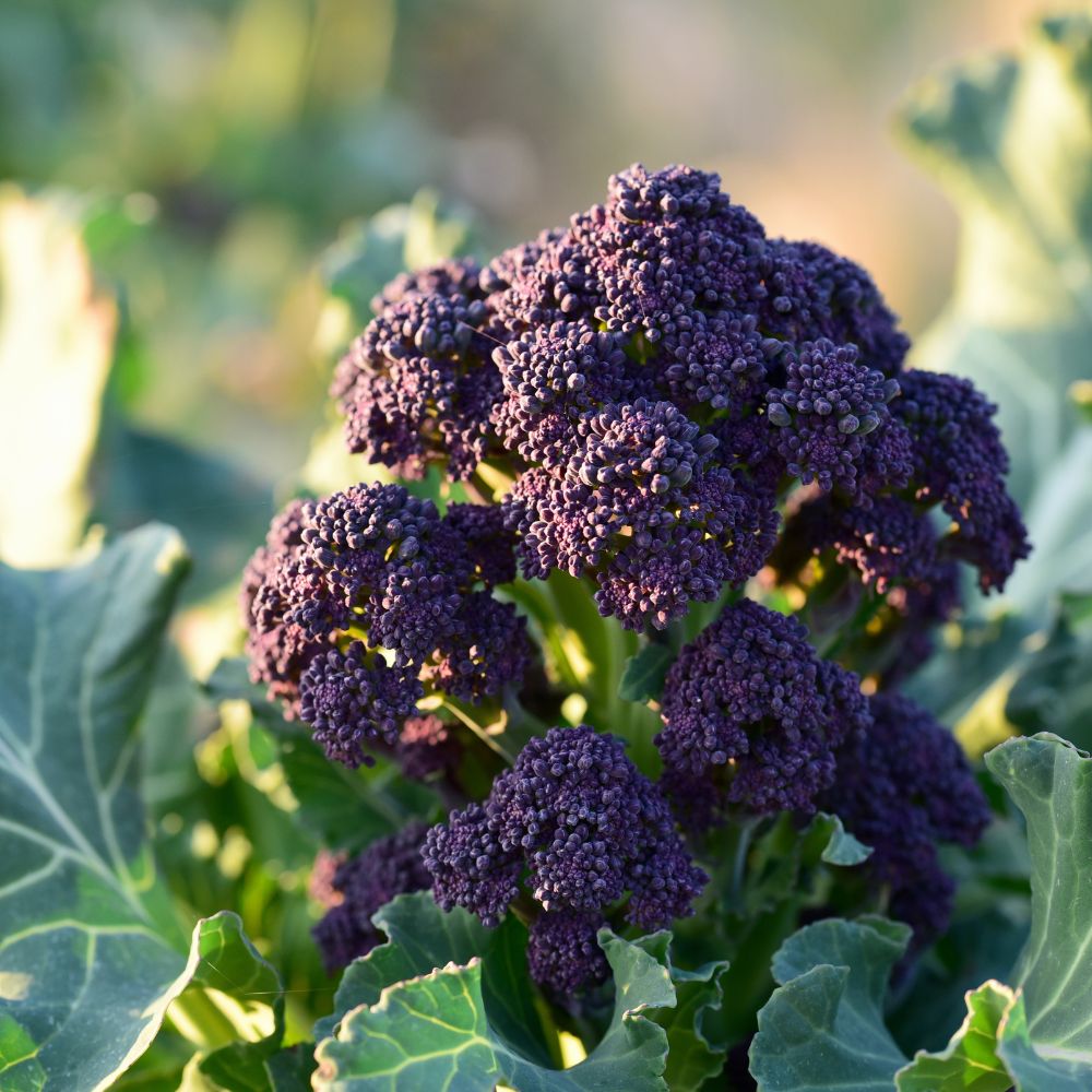 Broccoli 'Early Sprouting Purple'