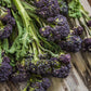 Broccoli 'Early Sprouting Purple'