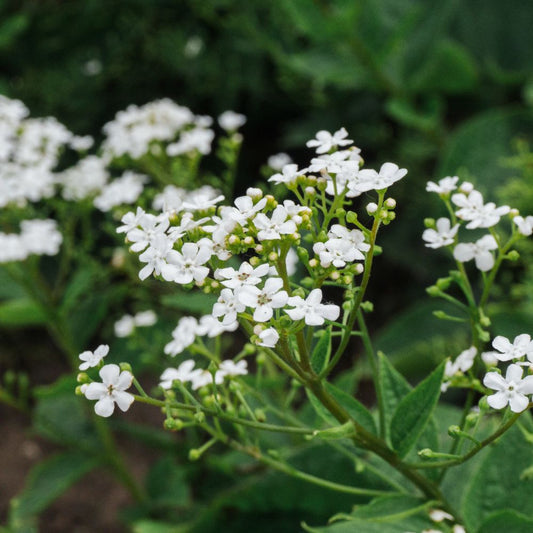 Brunnera macrophylla 'Betty Bowring' (kaukasische vergeet-mij-niet)