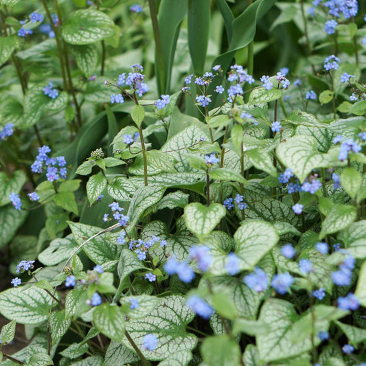 Brunnera macrophylla 'Sea Heart' (Kaukasische vergeet-mij-niet)