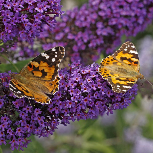 Buddleja davidii 'African Queen' (vlinderstruik)