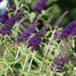 Buddleja davidii 'Black Knight' (vlinderstruik)