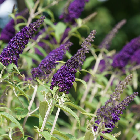 Buddleja davidii 'Black Knight' (vlinderstruik)