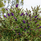 Buddleja davidii 'Black Knight' (vlinderstruik)