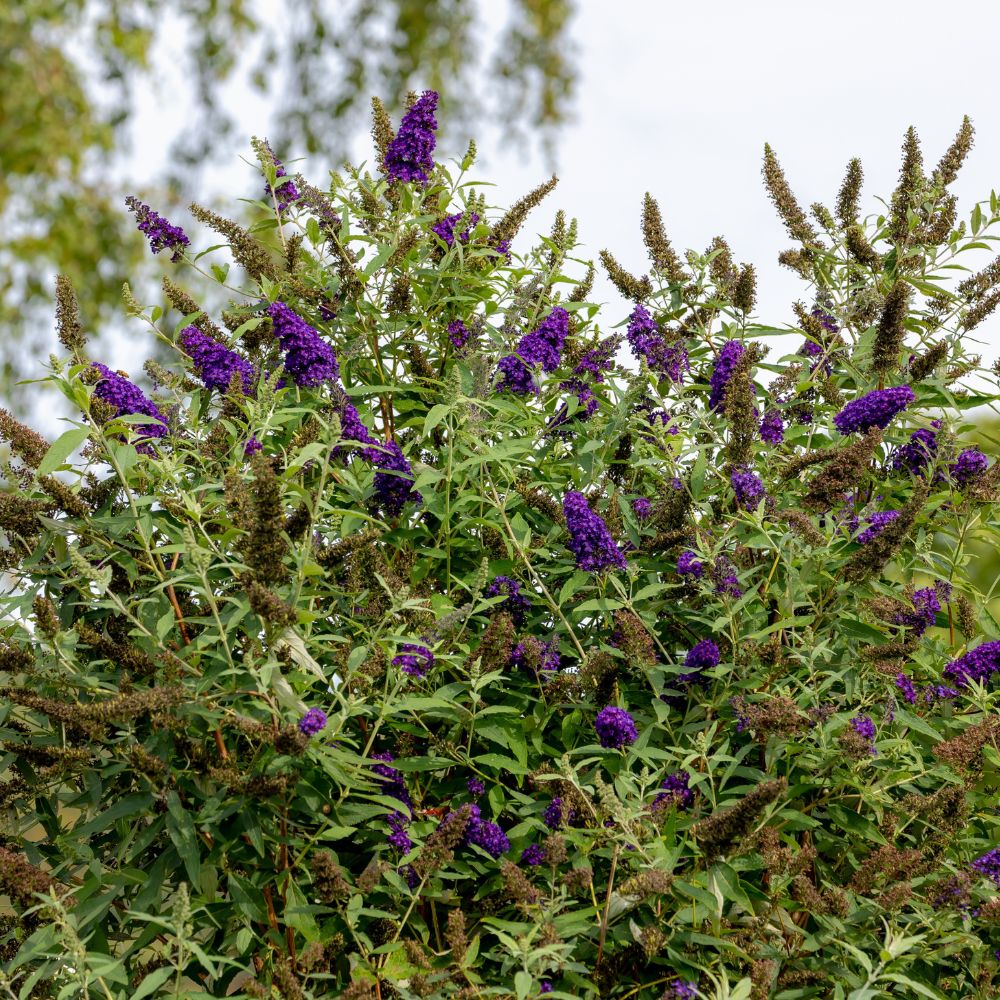 Buddleja davidii 'Black Knight' (vlinderstruik)