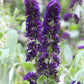 Buddleja davidii 'Black Knight' (vlinderstruik)