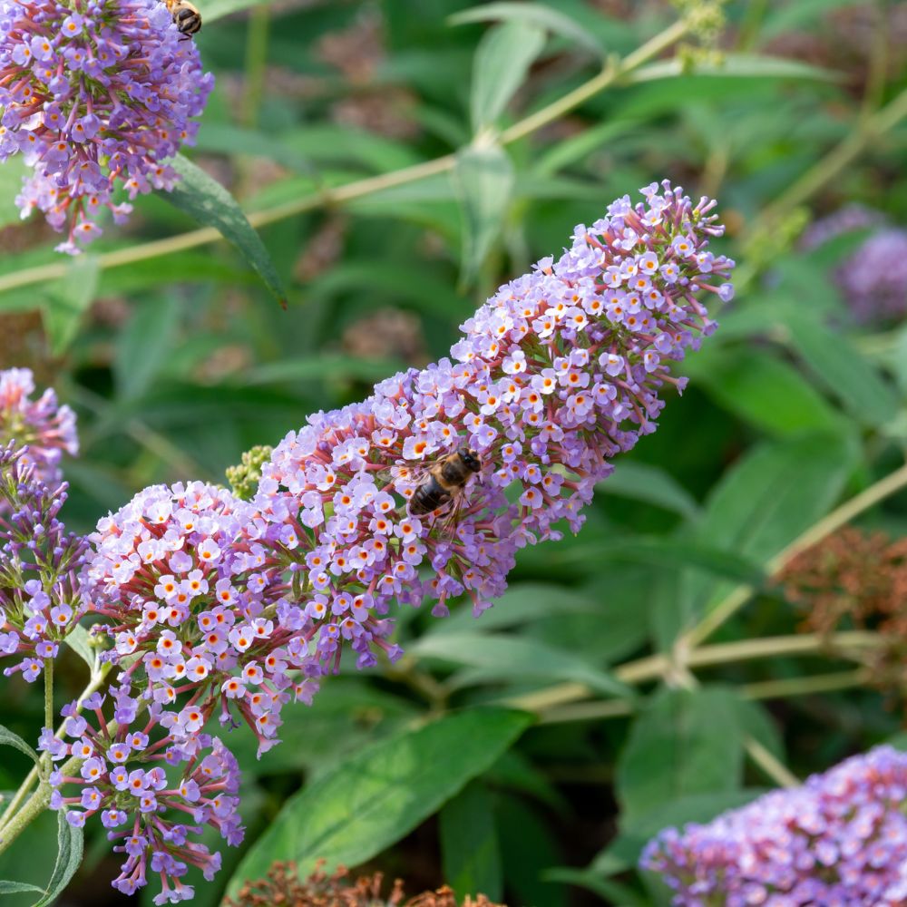 Buddleja davidii 'Pink Delight' (vlinderstruik)