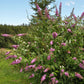 Buddleja davidii 'Pink Delight' (vlinderstruik)