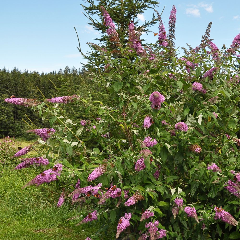 Buddleja davidii 'Pink Delight' (vlinderstruik)