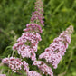 Buddleja davidii 'Pink Delight' (vlinderstruik)