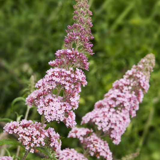 Buddleja davidii 'Pink Delight' (vlinderstruik)