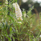 Buddleja davidii 'White Profusion' (vlinderstruik)