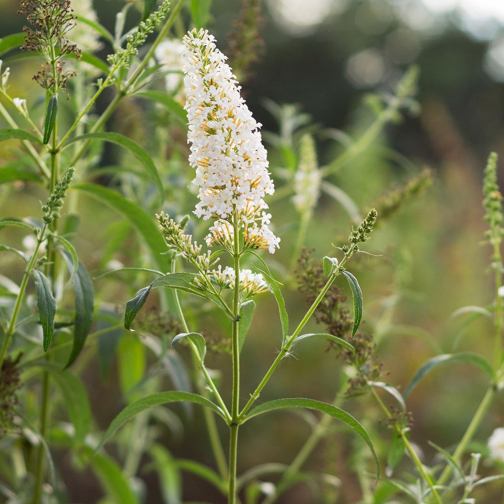 Buddleja davidii 'White Profusion' (vlinderstruik)