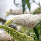 Buddleja davidii 'White Profusion' (vlinderstruik)