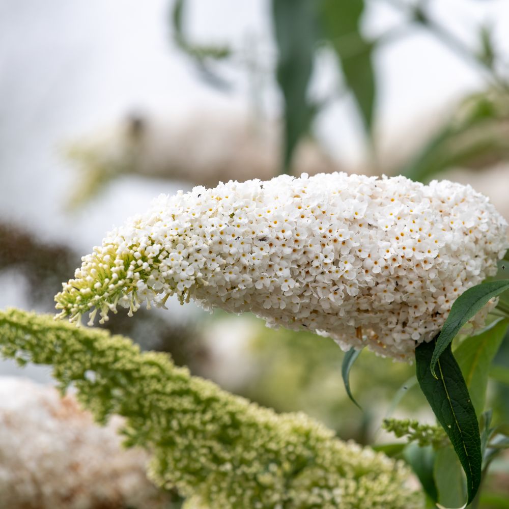 Buddleja davidii 'White Profusion' (vlinderstruik)