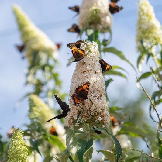 Buddleja davidii 'White Profusion' (vlinderstruik)