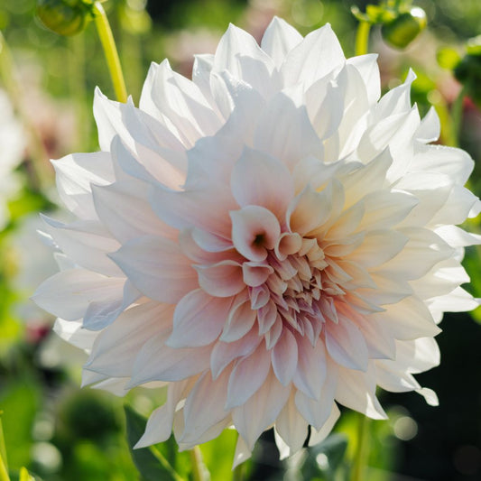 Dahlia 'Café au Lait'