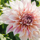 Dahlia 'Café au Lait Twist'