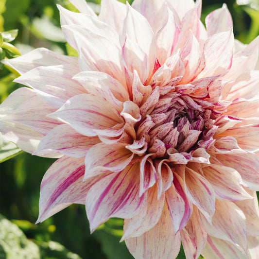 Dahlia 'Café au Lait Twist'