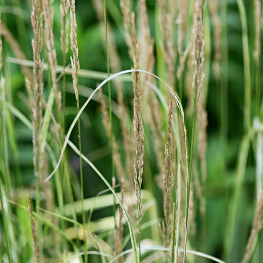 Calamagrostis brachytricha (struisriet)