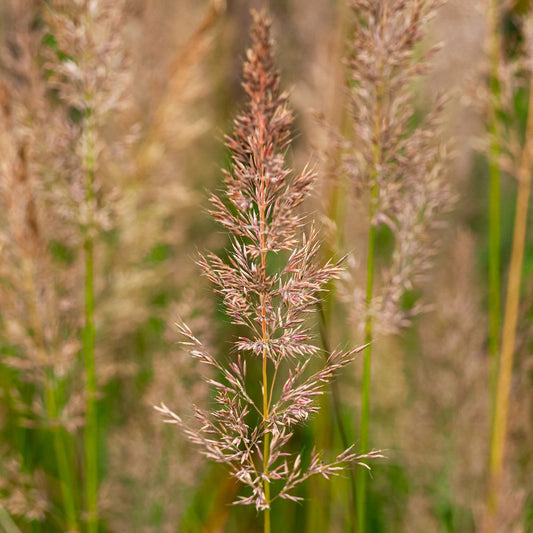 Calamagrostis acutiflora 'Karl Foerster' (struisriet)