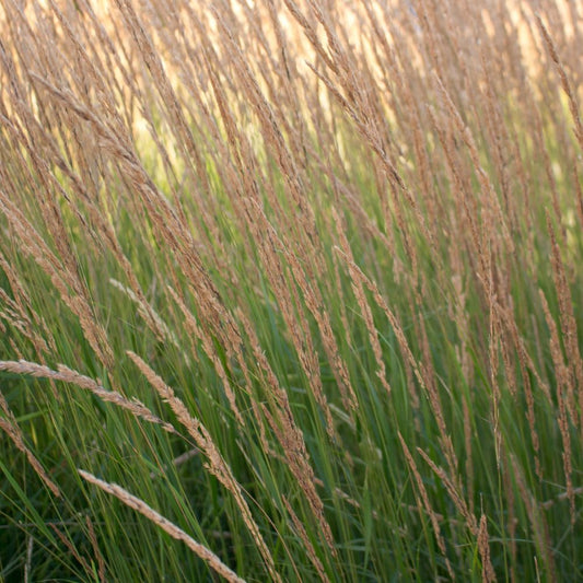 Calamagrostis acutiflora 'Overdam' (struisriet)