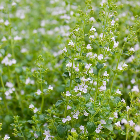 Calamintha nepeta 'Marvelette White' (bergsteentijm)