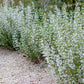 Calamintha nepeta subs. nepeta (bergsteentijm)