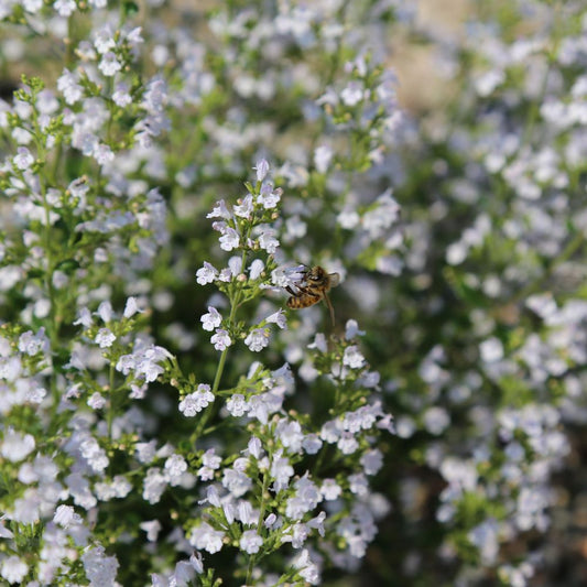 Calamintha nepeta subs. nepeta (bergsteentijm)