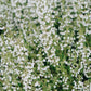 Calamintha nepeta subs. nepeta (bergsteentijm)