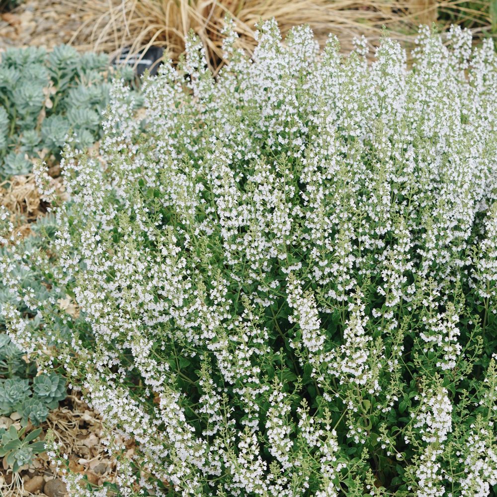 Calamintha nepeta subs. nepeta (bergsteentijm)