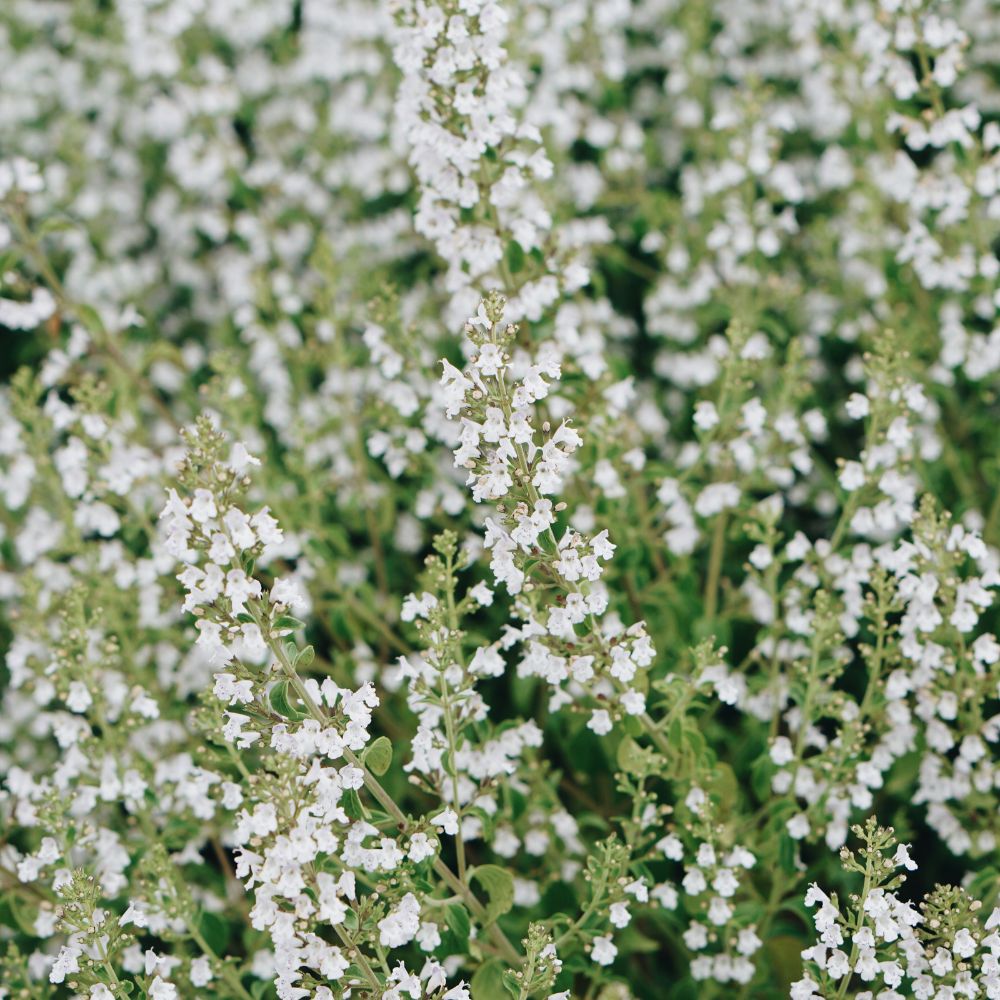 Calamintha nepeta subs. nepeta (bergsteentijm) BIO