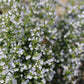 Calamintha nepeta subs. nepeta (bergsteentijm) BIO