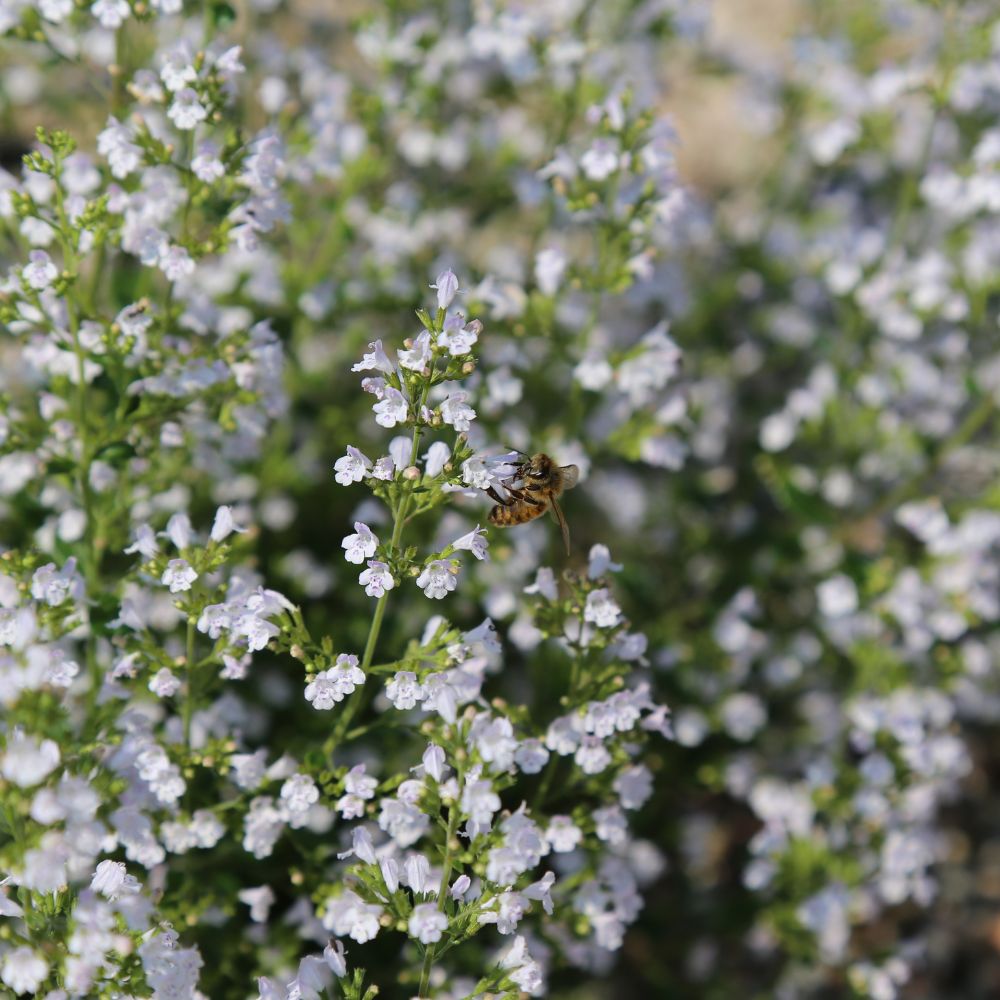 Calamintha nepeta subs. nepeta (bergsteentijm) BIO