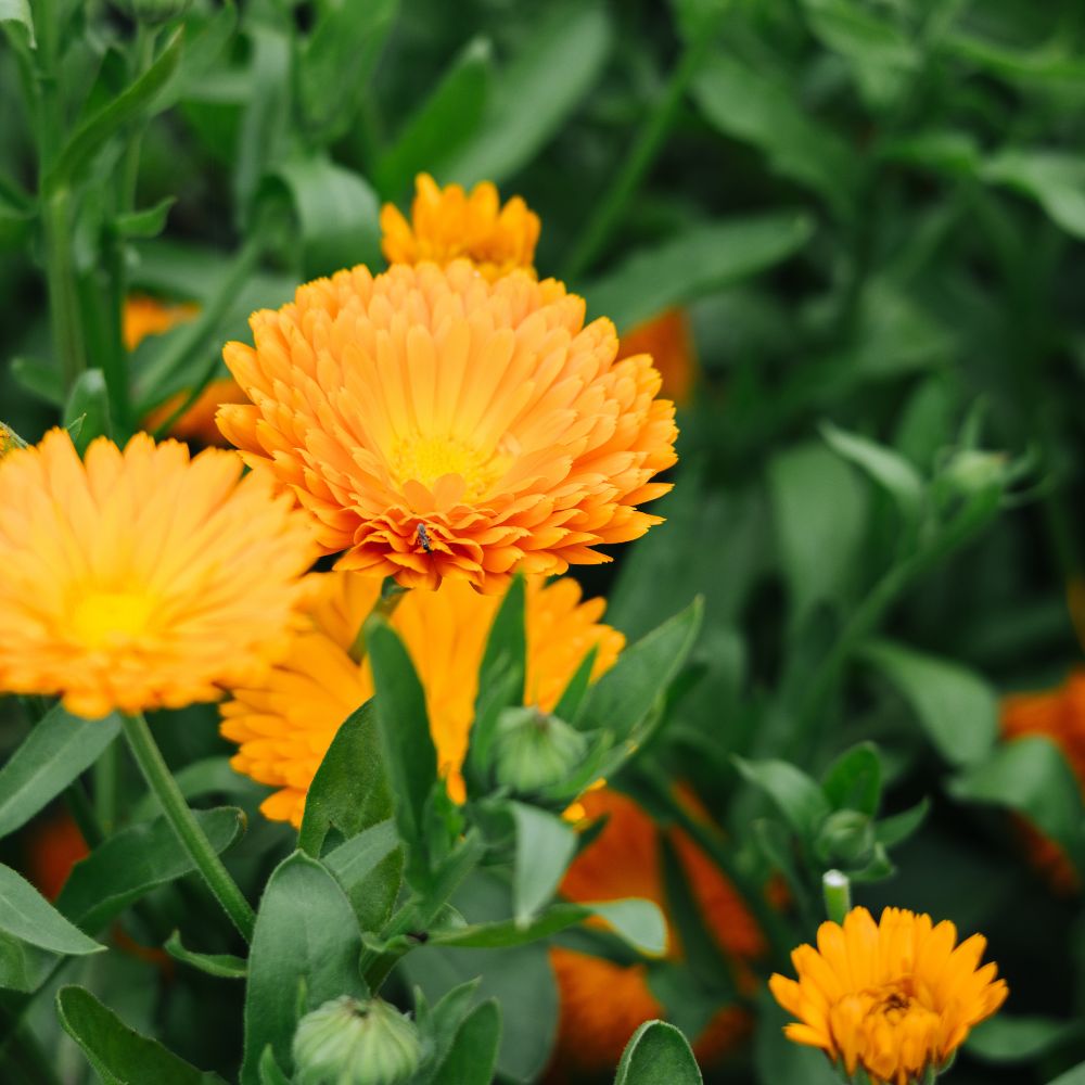 Calendula officinalis (goudsbloem) ECO