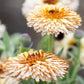 Calendula officinalis ‘Pygmy Buff’ (goudsbloem)