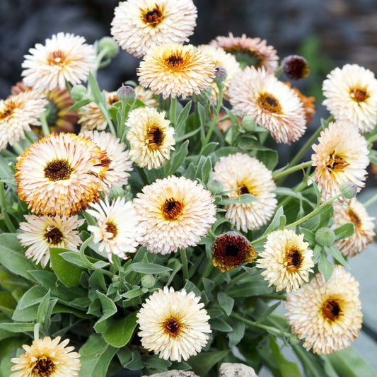 Calendula officinalis ‘Pygmy Buff’ (goudsbloem)