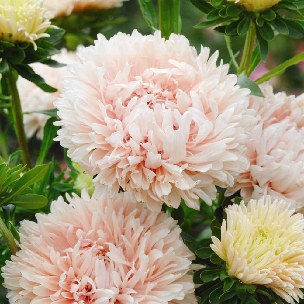 Callistephus chinensis 'Duchesse Apricot' (Chinese aster)