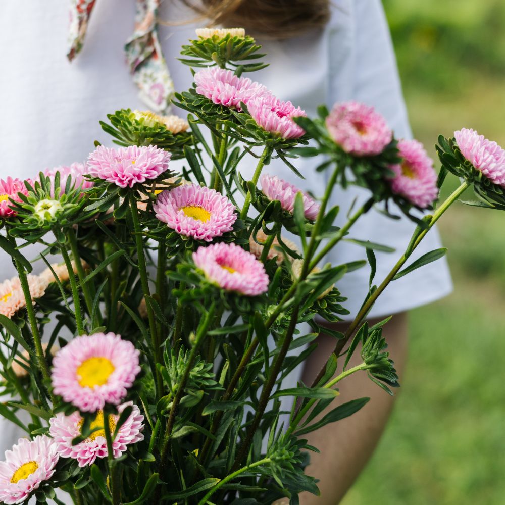 Callistephus chinensis 'Matsumoto Pink' (Chinese aster) BIO