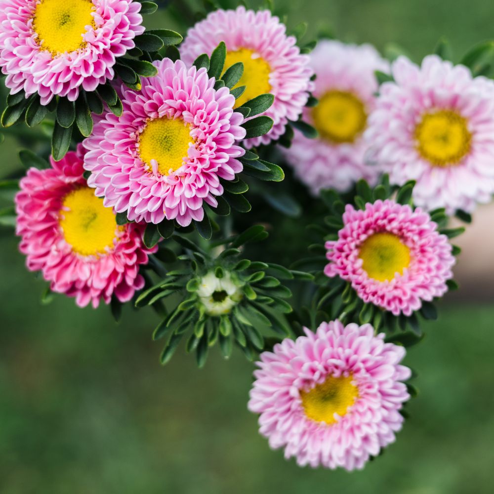 Callistephus chinensis 'Matsumoto Pink' (Chinese aster) BIO