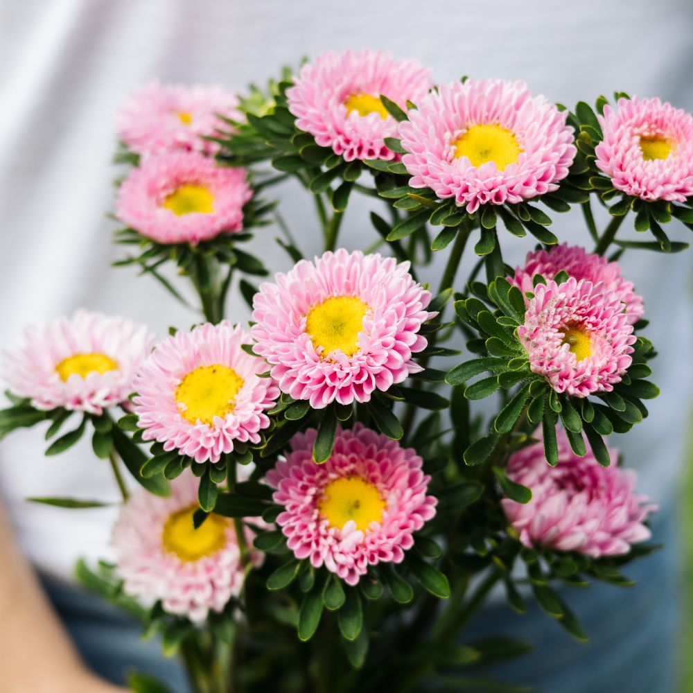 Callistephus chinensis 'Matsumoto Pink' (Chinese aster) BIO