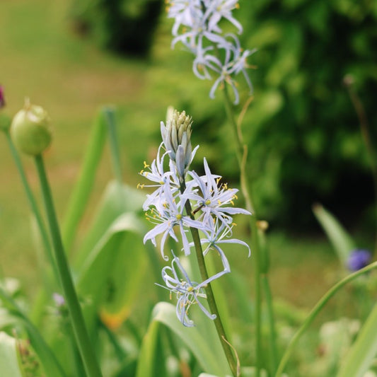 Camassia cusickii (prairielelie, 5 stuks)