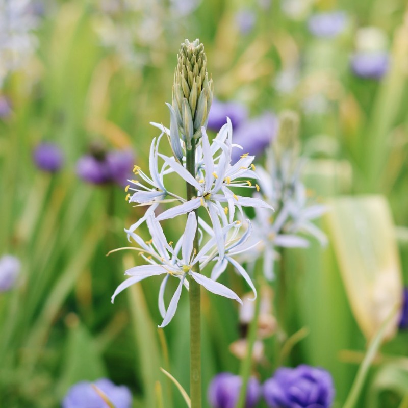 Camassia cusickii (prairielelie, 5 stuks)