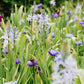 Camassia cusickii (prairielelie, 5 stuks)
