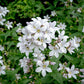 Campanula lactiflora 'Alba' (klokjesbloem)