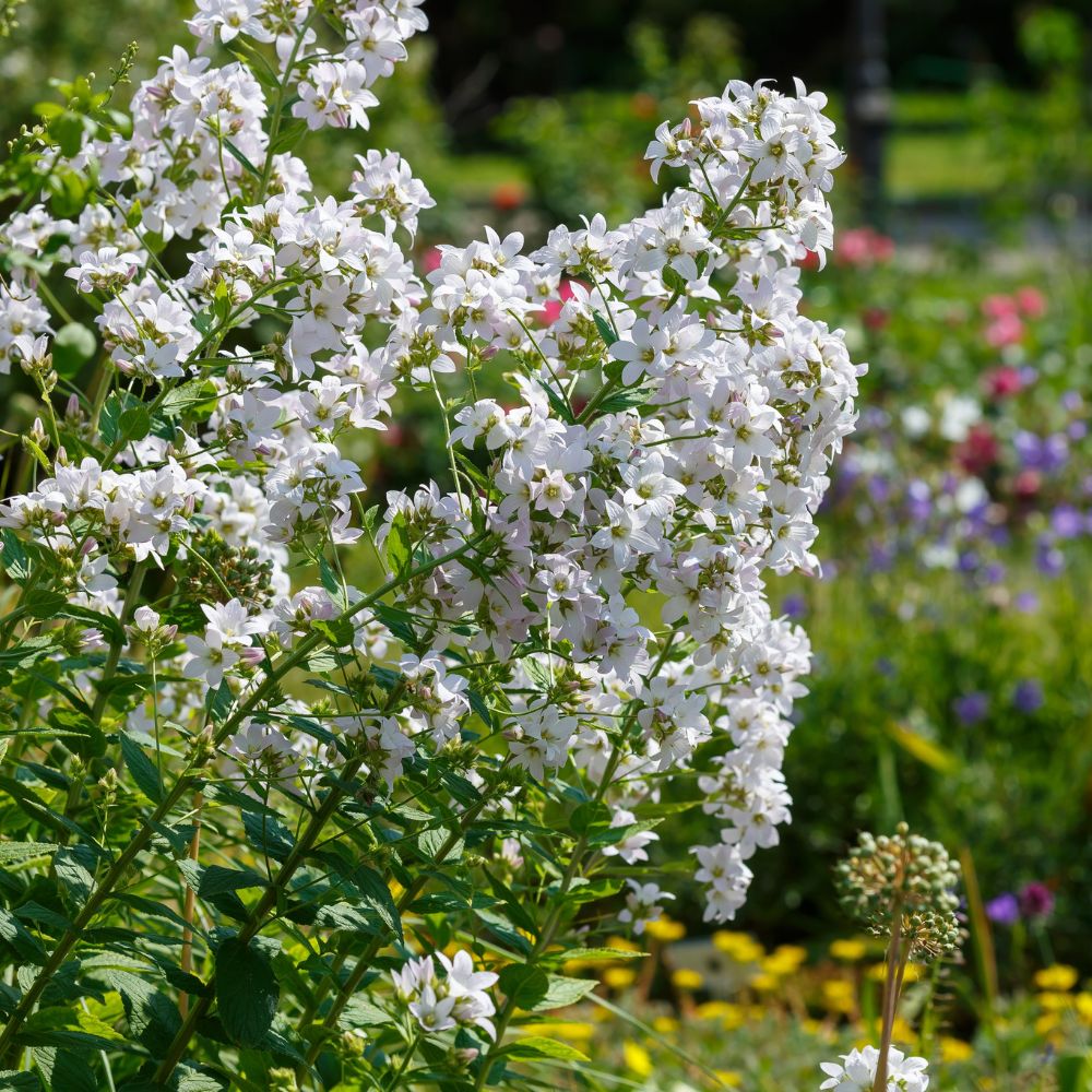 Campanula lactiflora 'Alba' (klokjesbloem)