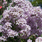 Campanula lactiflora 'Loddon Anna' (klokjesbloem)