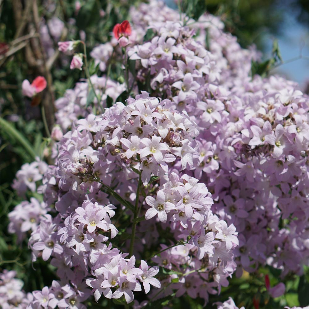 Campanula lactiflora 'Loddon Anna' (klokjesbloem)